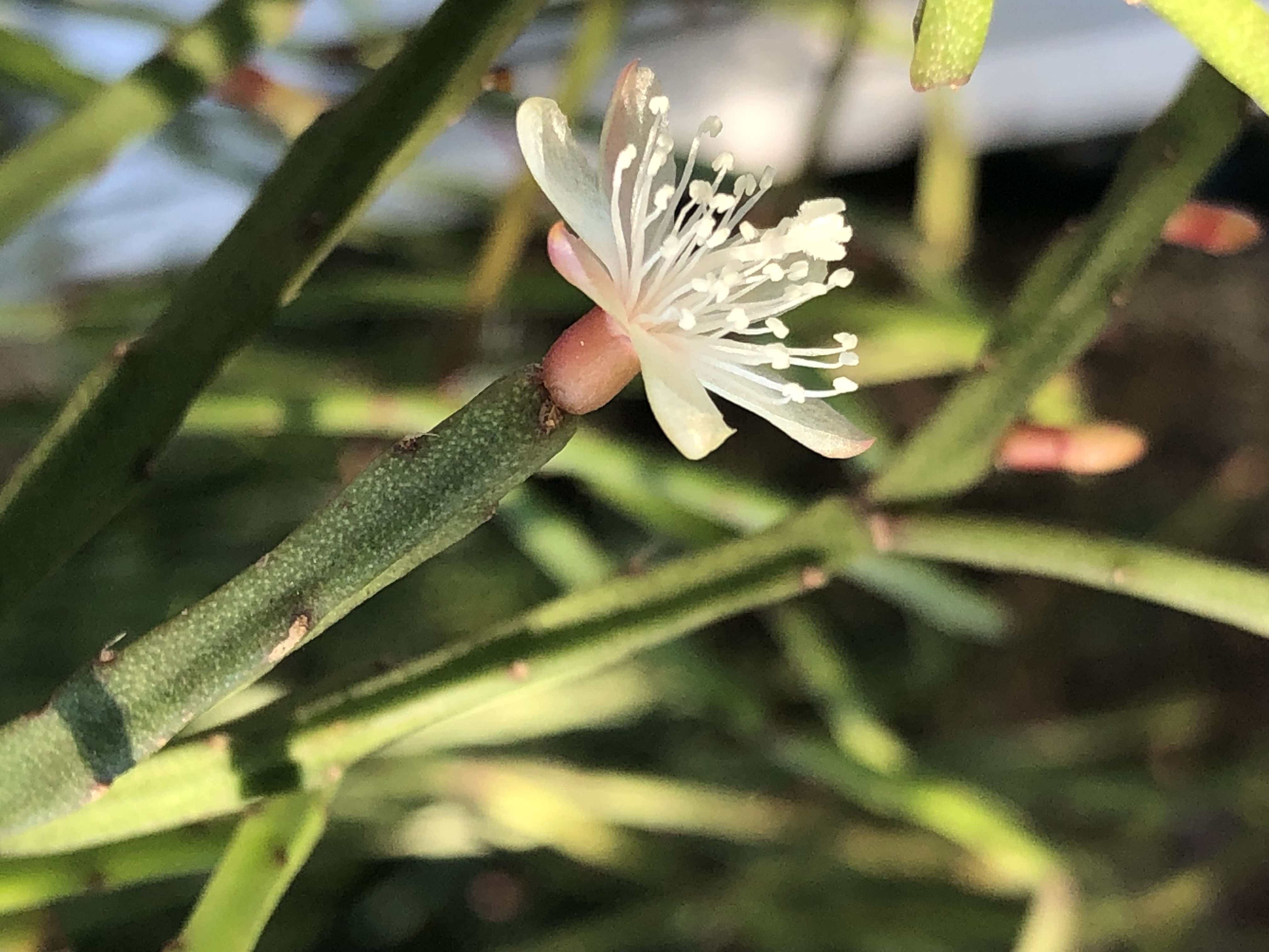 http://www.cloudjungle.com/cloudjungle/cactaceae/rhipsalis/rhipsalis ewaldiana flower.jpeg